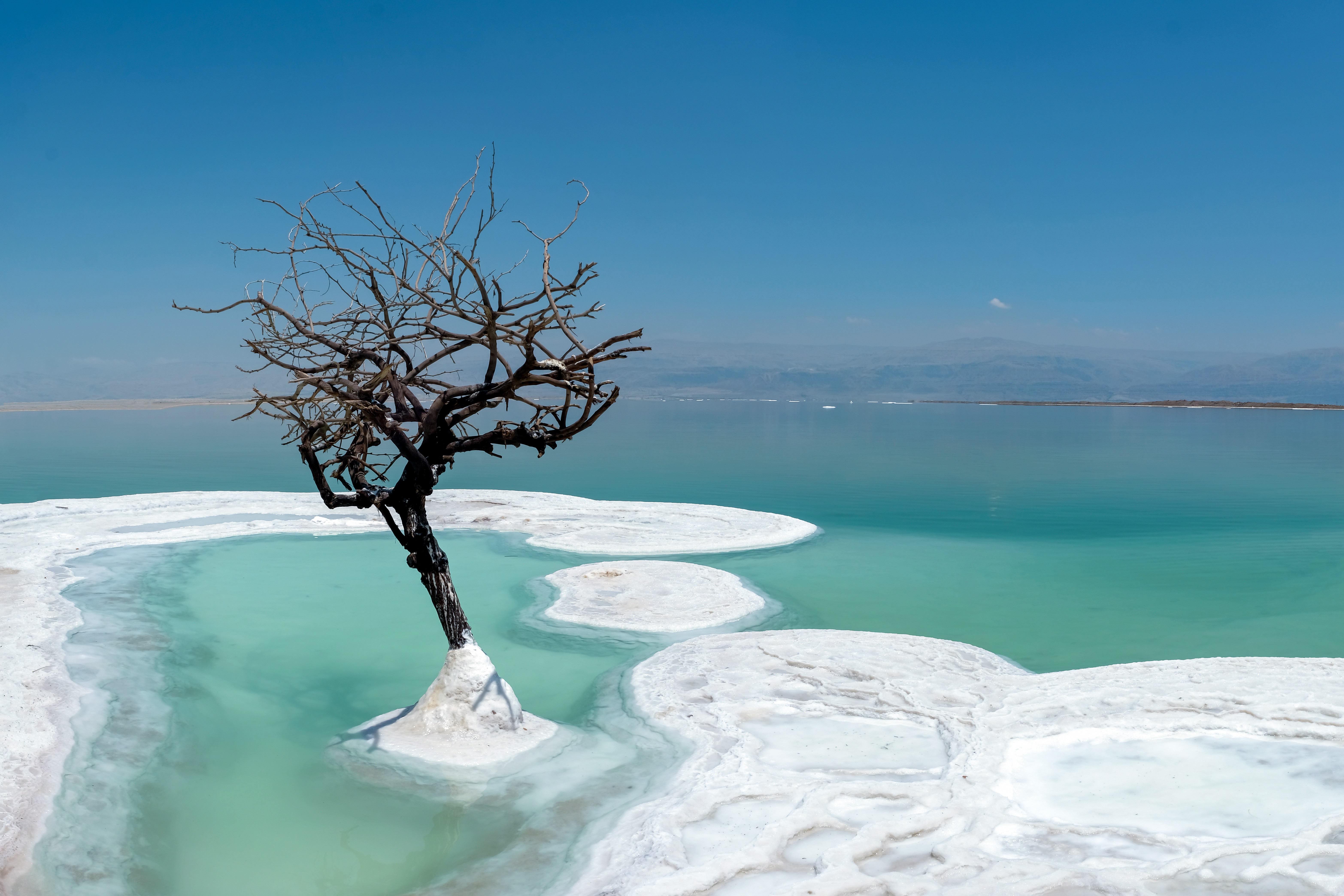 Dead Tree in salt bank on the Dead Sea